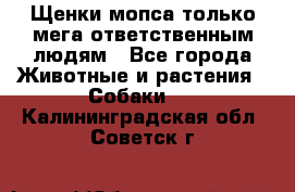 Щенки мопса только мега-ответственным людям - Все города Животные и растения » Собаки   . Калининградская обл.,Советск г.